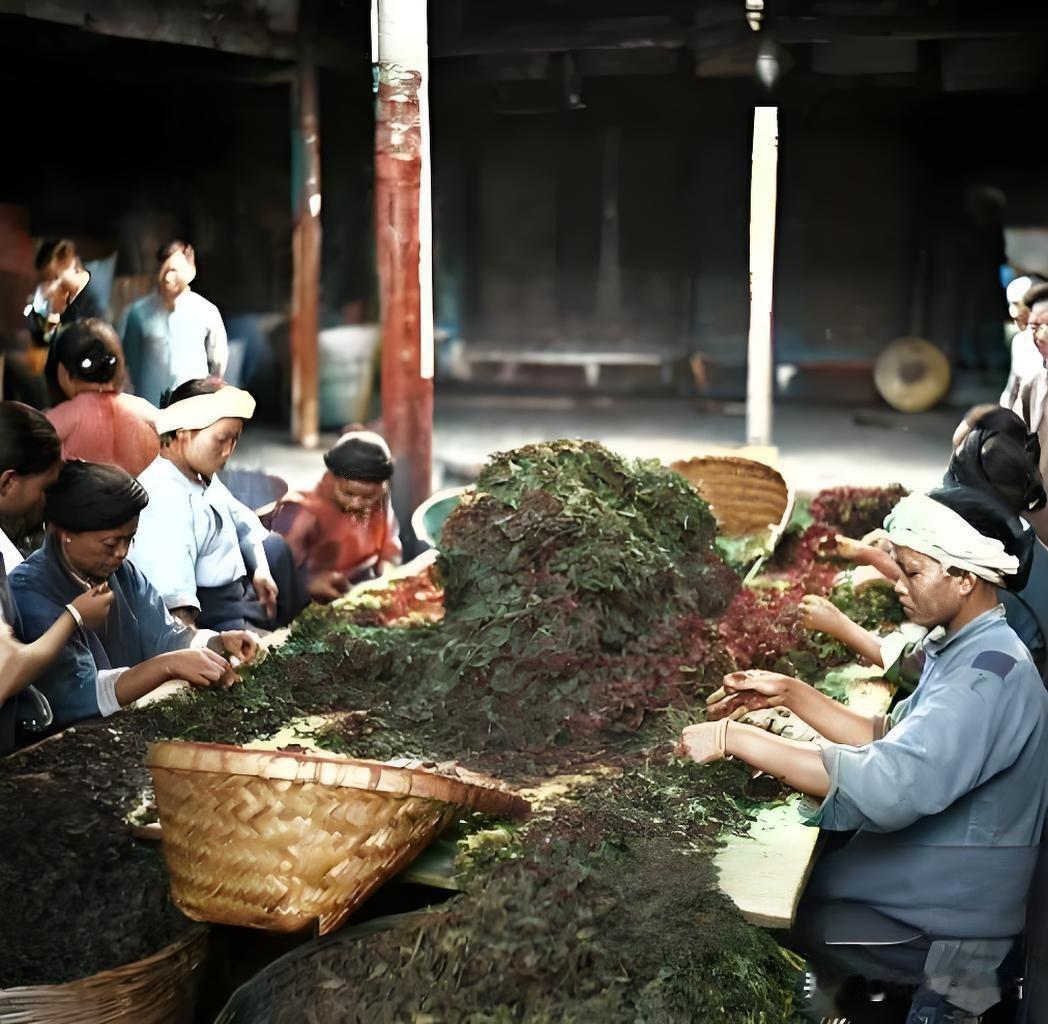 1939年6月，西康省雅安第五茶场的女工检茶场景，此时西康省刚成立半年（1939