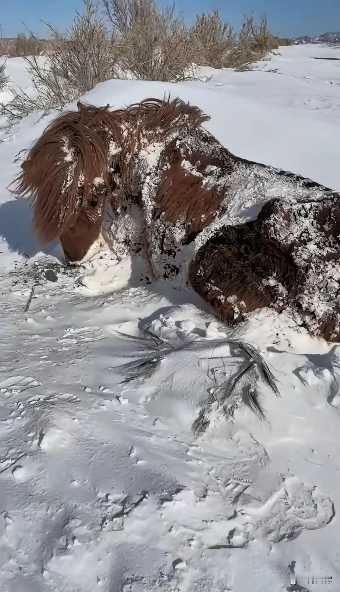 天降大雪，气温降低，生活在室外的动物可就遭罪喽，看到这个趴在冰天雪地、身体落满积