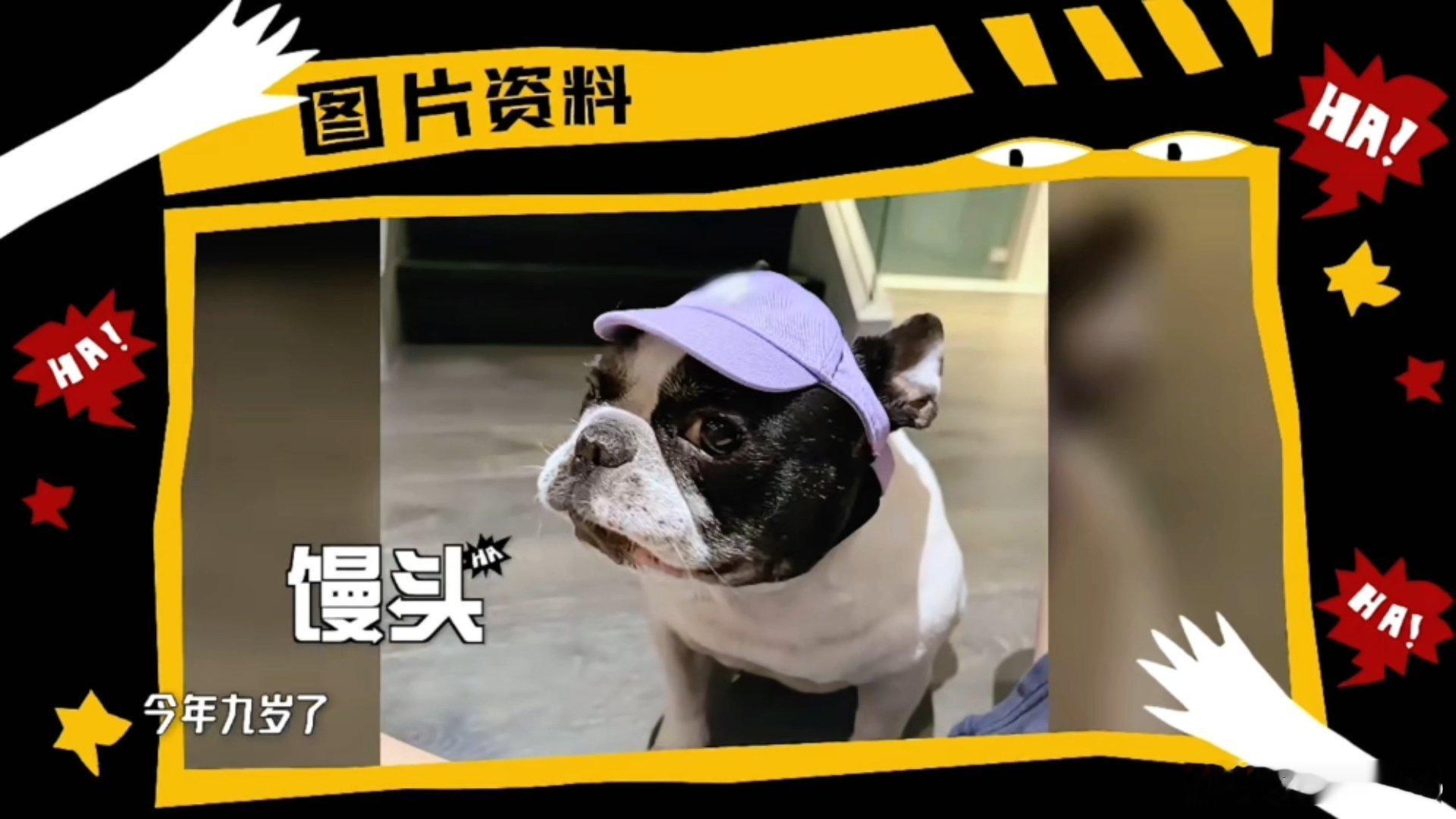 鹿晗能跟馒头聊俩小时邓超鹿晗的狗是亲戚被鹿晗和馒头笑死！别人遛狗都是安静散步，
