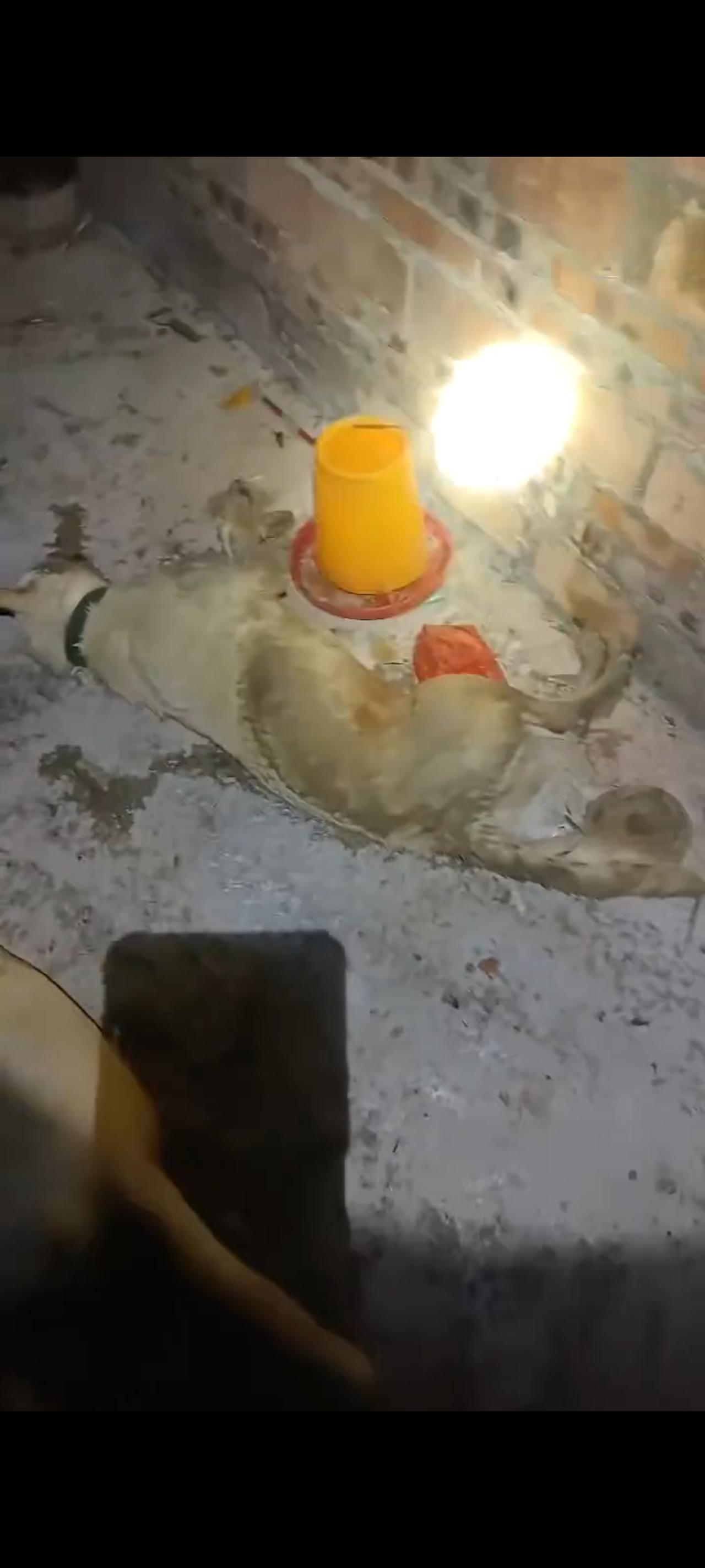 这帮盗取狗狗的坏人实在太猖狂了，在半夜三更趁着房间里面的主人熟睡之际，竟然用带有