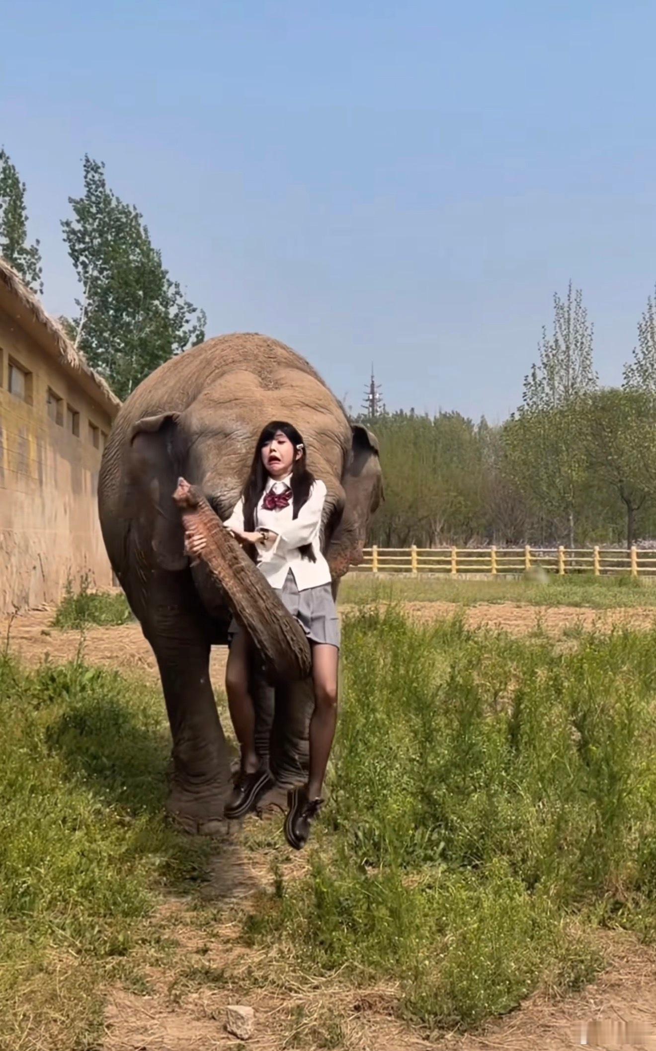 大象这个动物有时候太有灵气了！