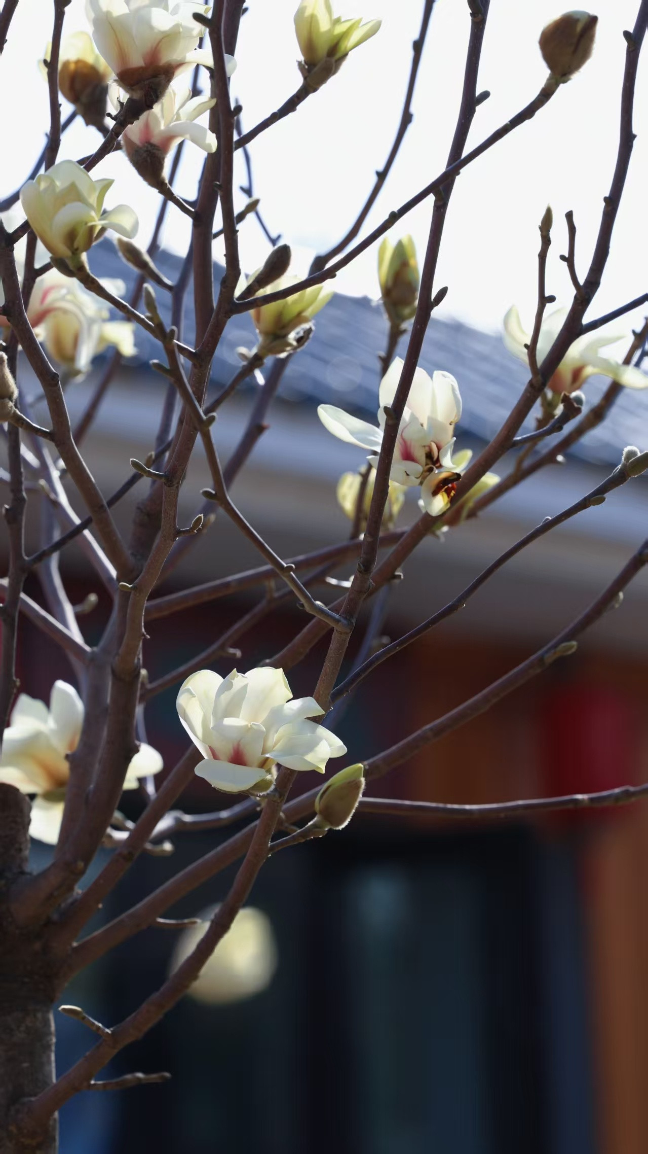 友谊公园新植玉兰添雅韵书香花香共绘春日盛景近日，友谊公园匠心添景，五株姿态秀