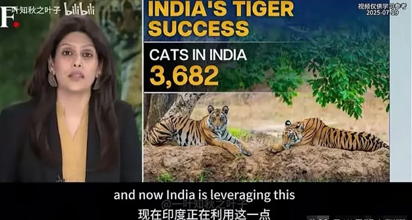 东大外交有熊猫，三哥外交有老虎，是的，三哥正计划实行老虎外交，嗯，就是送老虎。