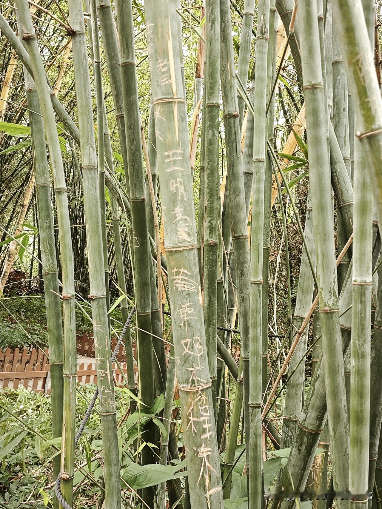 竹林里刻满“到此一游”，这是想让竹子替自己“千年留名”？逛公园撞见一片“签