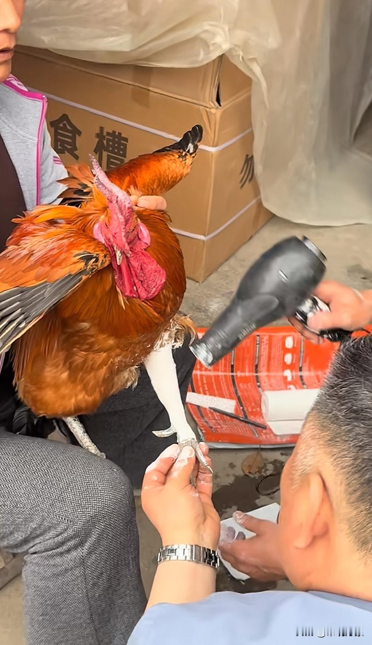 谁见过给鸡打石膏的[呲牙笑]俺爹把俺妈的小宝贝腿揍断了⋯.然后就发生了眼前这一幕宝