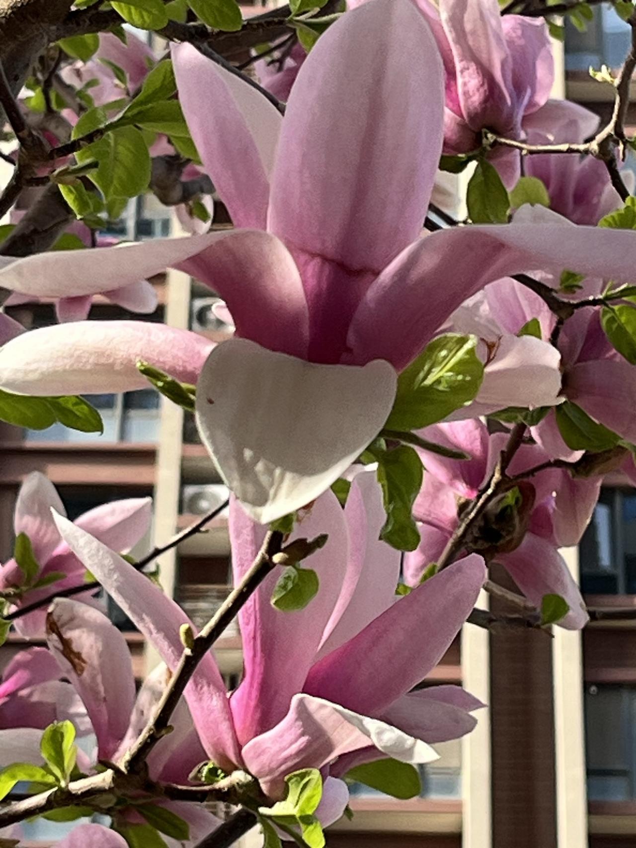 12月26日：事关北京二手房，涨跌自己判断！距离2026年倒计时6天，昨日北