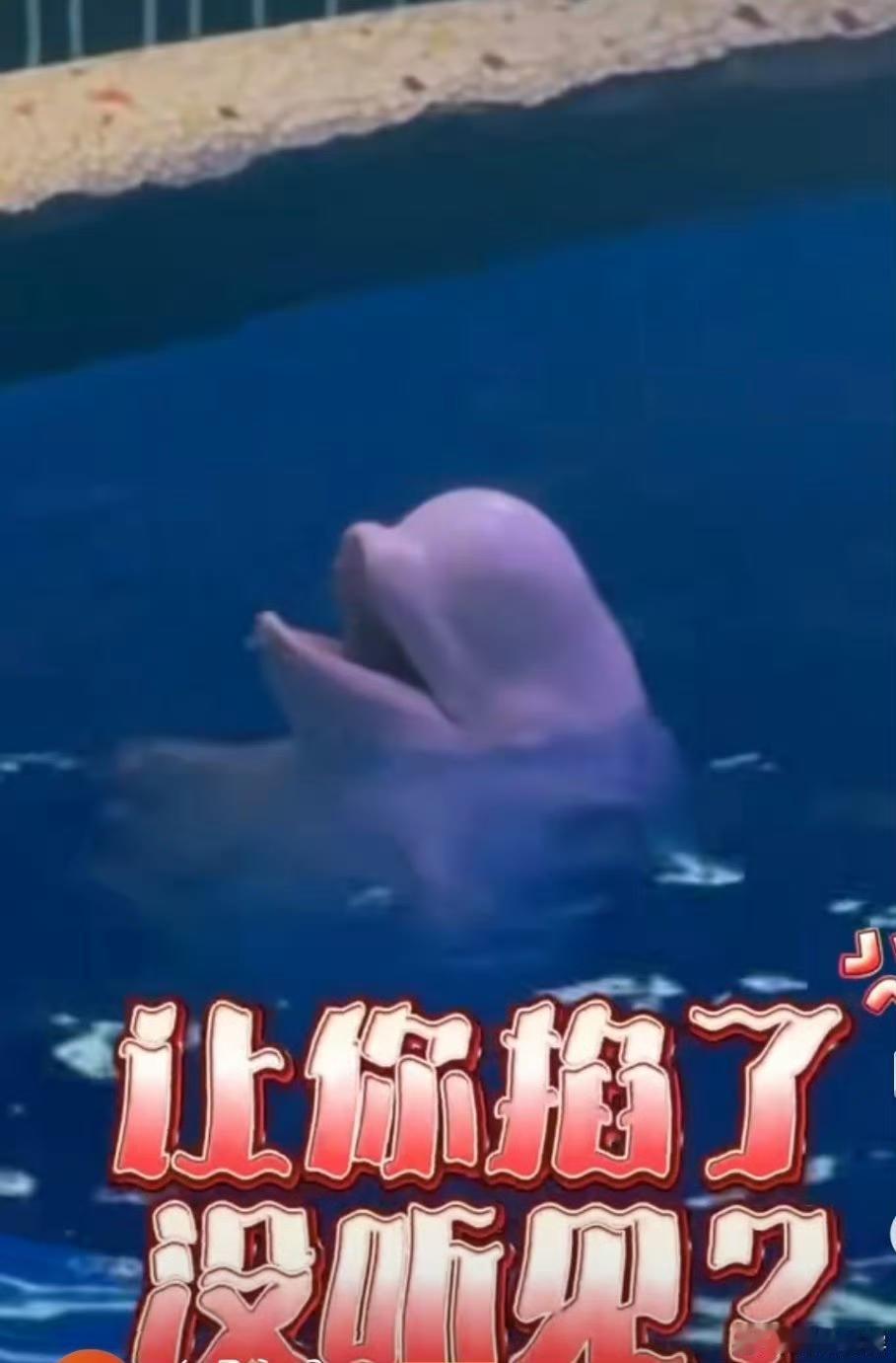 没素质的代价，来得比想象中更快！近日，某海洋馆内发生一幕让人解气的场景：一名男子