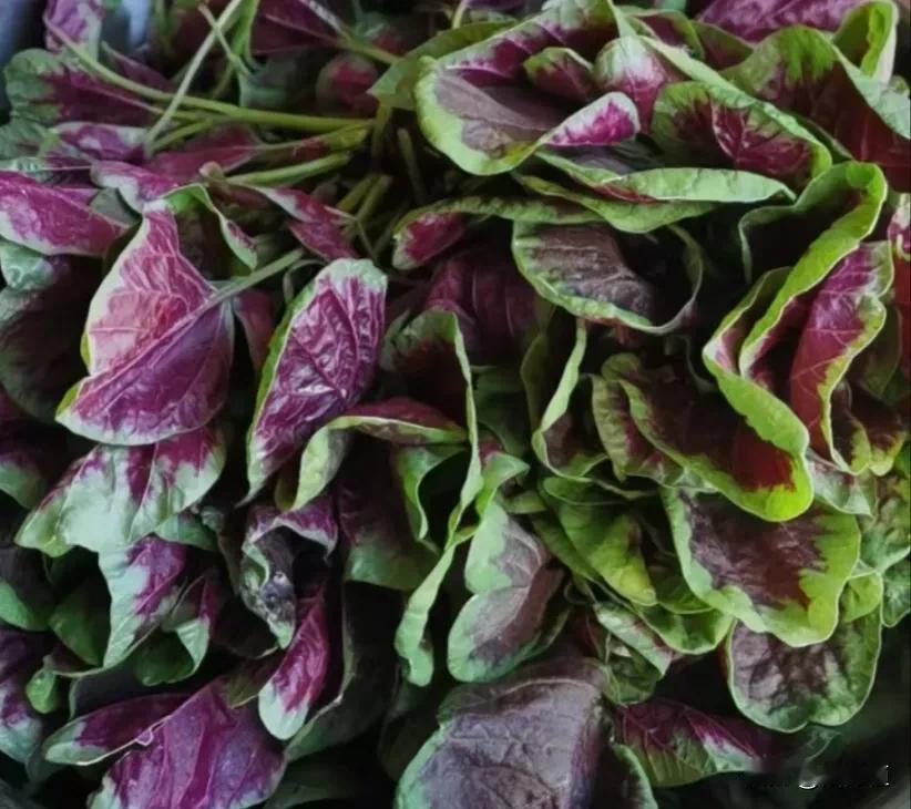 河南老家很普通的蔬菜🥬可以烙菜馍、捞面条、汤面条好吃的很
