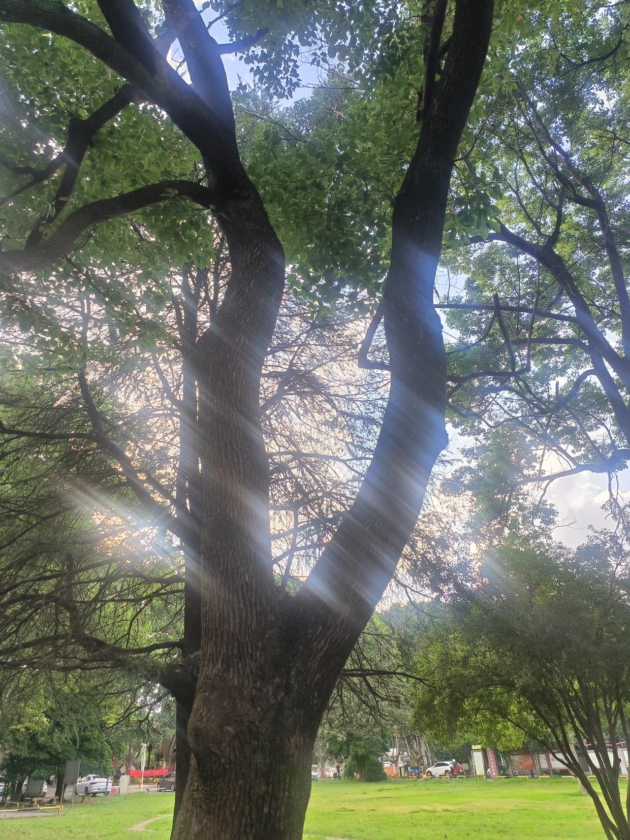 夏日的傍晚真的太美了，晚霞把大地装扮的绚丽多彩，在太阳落下之前，仍努力地留给大地