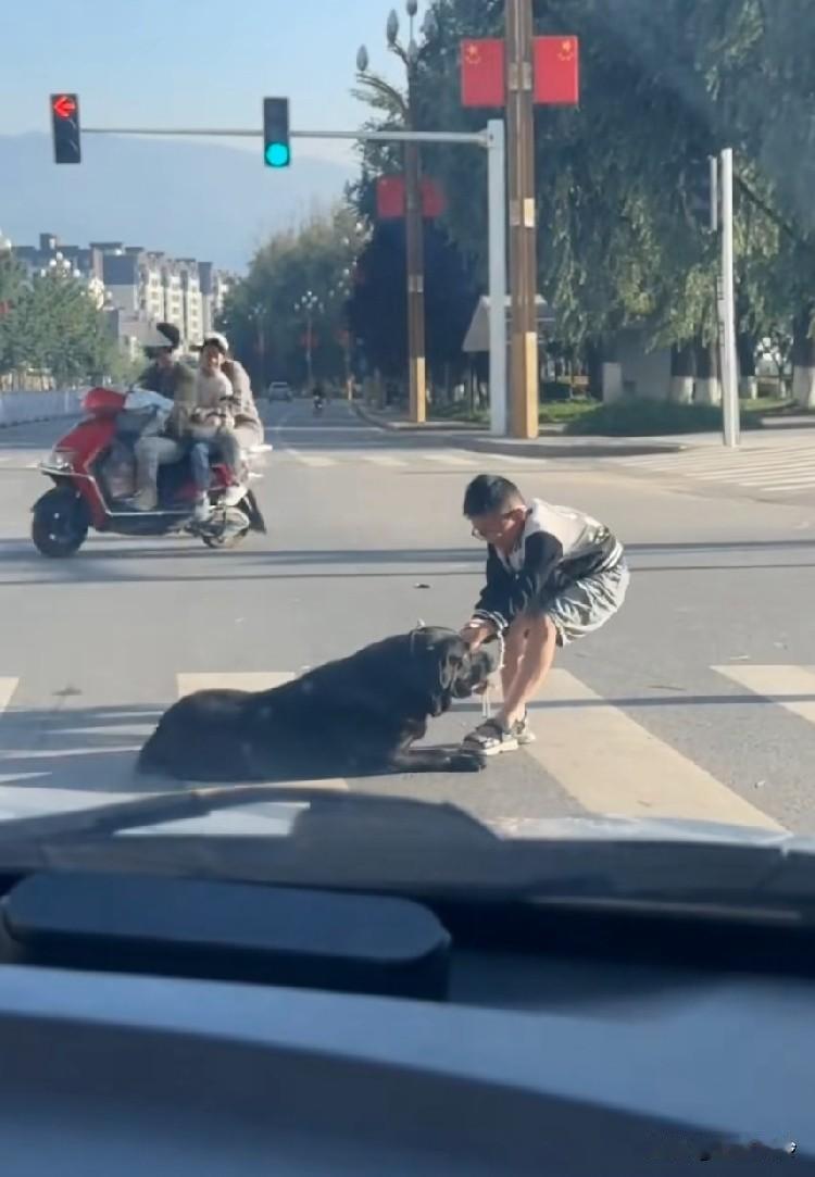 繁华的十字路口，快急哭的小孩哥和他那只胖的拉不动的狗，这孩子以后不会单独出来遛狗