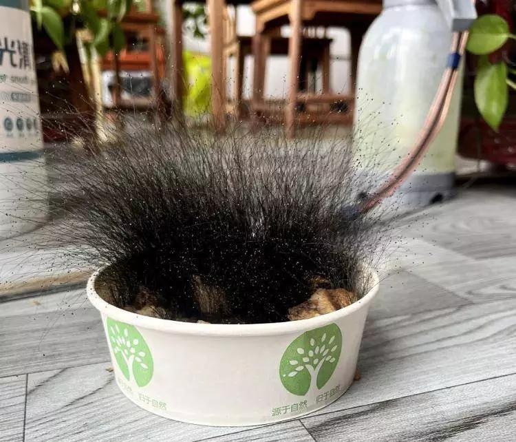 这事儿太离谱了！合肥巢湖的尹先生春节前把给小狗准备的牛肉饭忘在宁波办公室，过完年