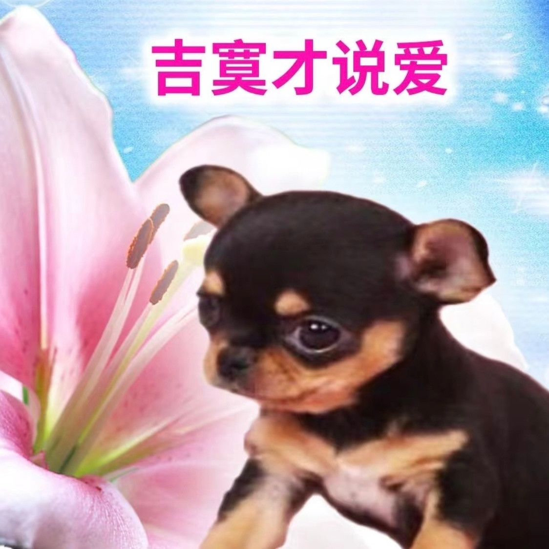 啊哈哈哈，这些表情包好沙雕