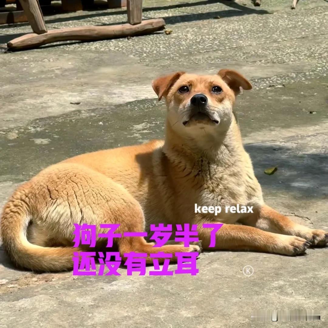 朋友去年春节时，在网上买了一只中华田园犬。小狗来自广西，是田园犬中典型的黄狗白面