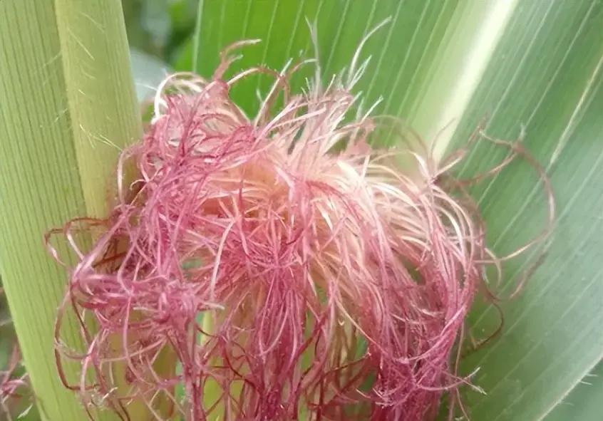 7小时内动物实验尿酸降45%，玉米须真能成高尿酸救星？玉米收获后扔掉的细须，