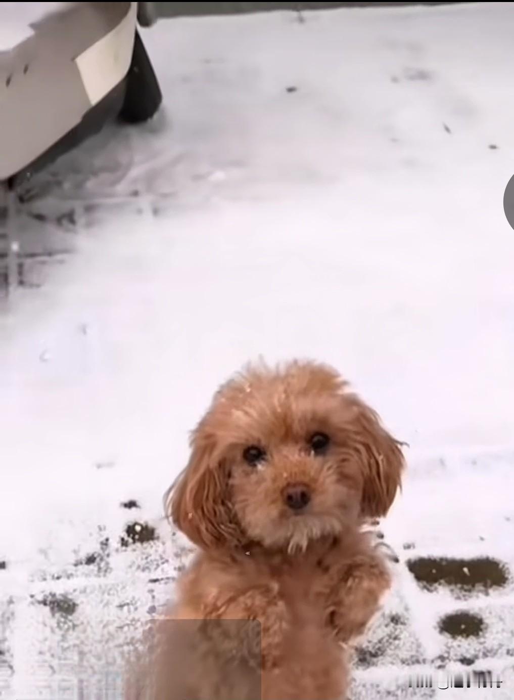 无家可归的流浪狗在雪中四处祈求路人给点吃的，可是这种大雪天气谁会为一只流浪狗停留
