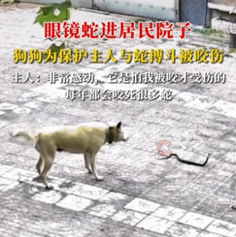 一条眼镜蛇突然闯进了院子，狗狗为了护主，第一时间冲了上去跟蛇搏斗，但是不幸被咬伤了