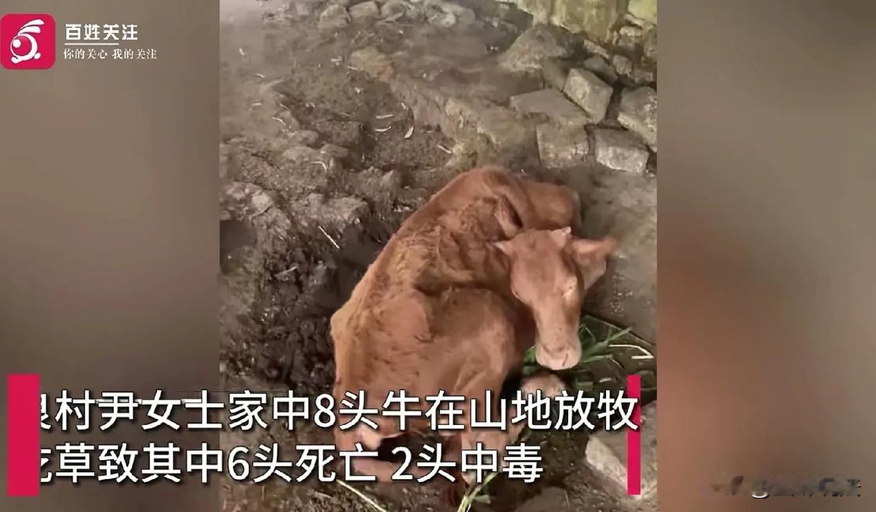 湖南邵阳，女子家养了8头西门塔尔牛，其中6头突然死亡，剩下2头也半死不活的，女子
