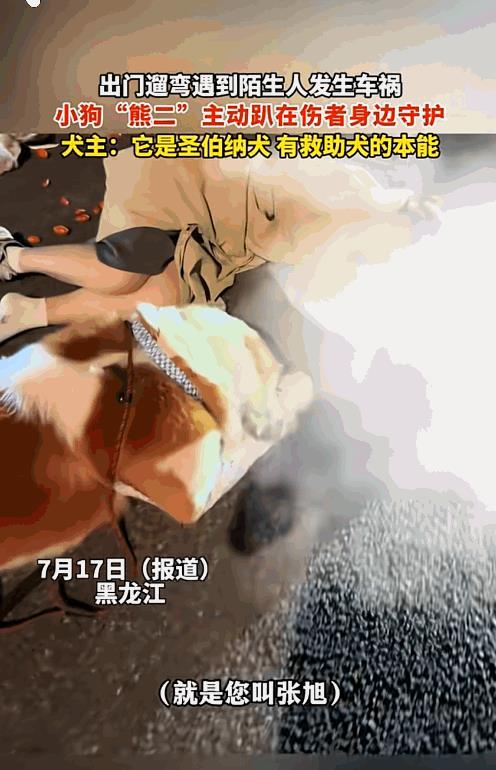 太有灵性了！”7月17日，黑龙江，男子出门遛狗，遇到2个女生发生车祸，趴地上动弹