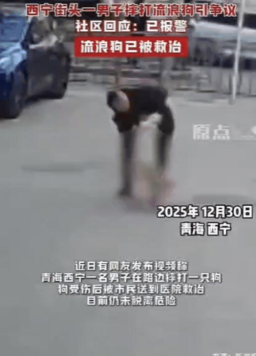 “必须严惩！”青海一男子出门遛狗，不料，狗子却趁他不注意，偷偷和一只流浪狗交配，