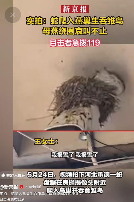 5月25日新京报报道，河北承德，女子撞见大蛇钻进燕子窝捕食幼燕。她着急地喊：“我