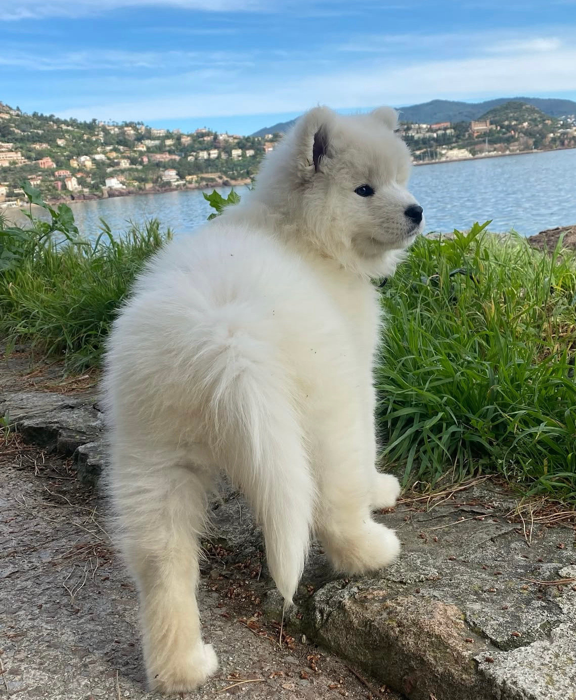 别的小狗这个点还在睡觉，而我们耶耶已经早早起来在规划这座城市的未来了​​​
