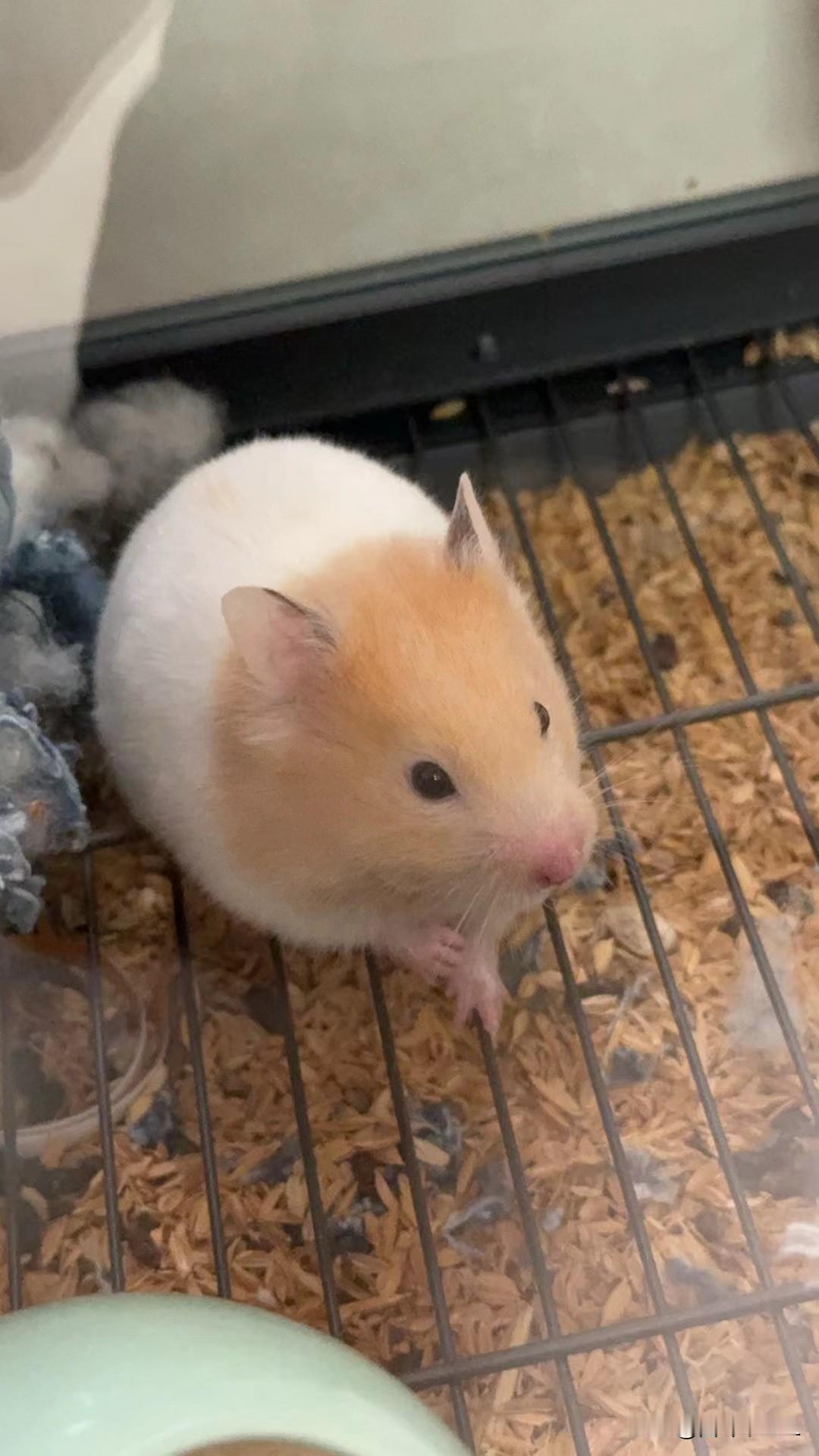 毛茸茸的小仓鼠，萌萌哒很可爱。