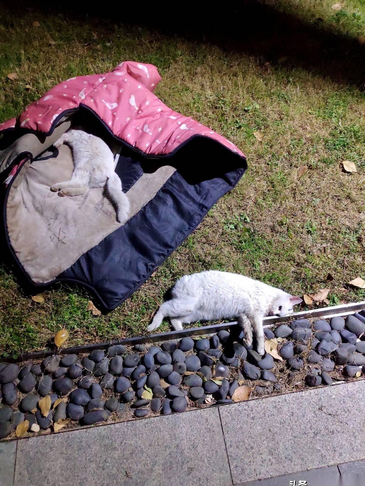 眼睁睁看着它们死，就在我楼下。真的，什么都做不了。晚上九点多发现的，一只已经