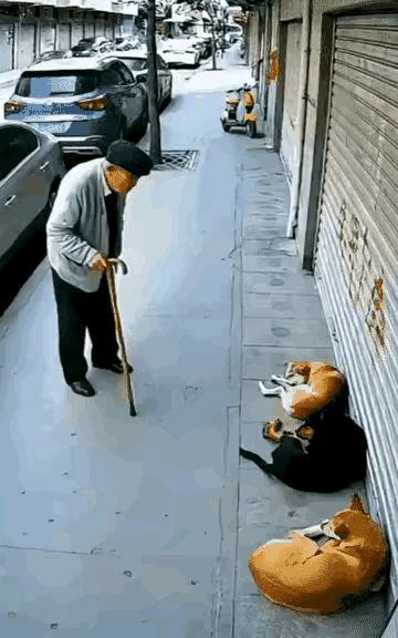 我就想问问这个狗主人有责任吗？毕竟在大街上他养的狗没有栓绳[笑着哭]