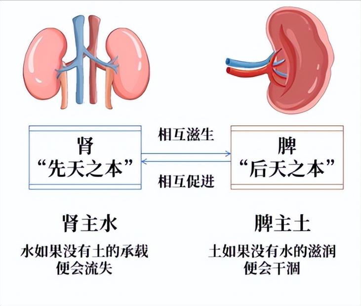 其实男性的软和累其实问题多在脾和肾，想要那方面好，就得脾肾双补。肾虚硬度软，