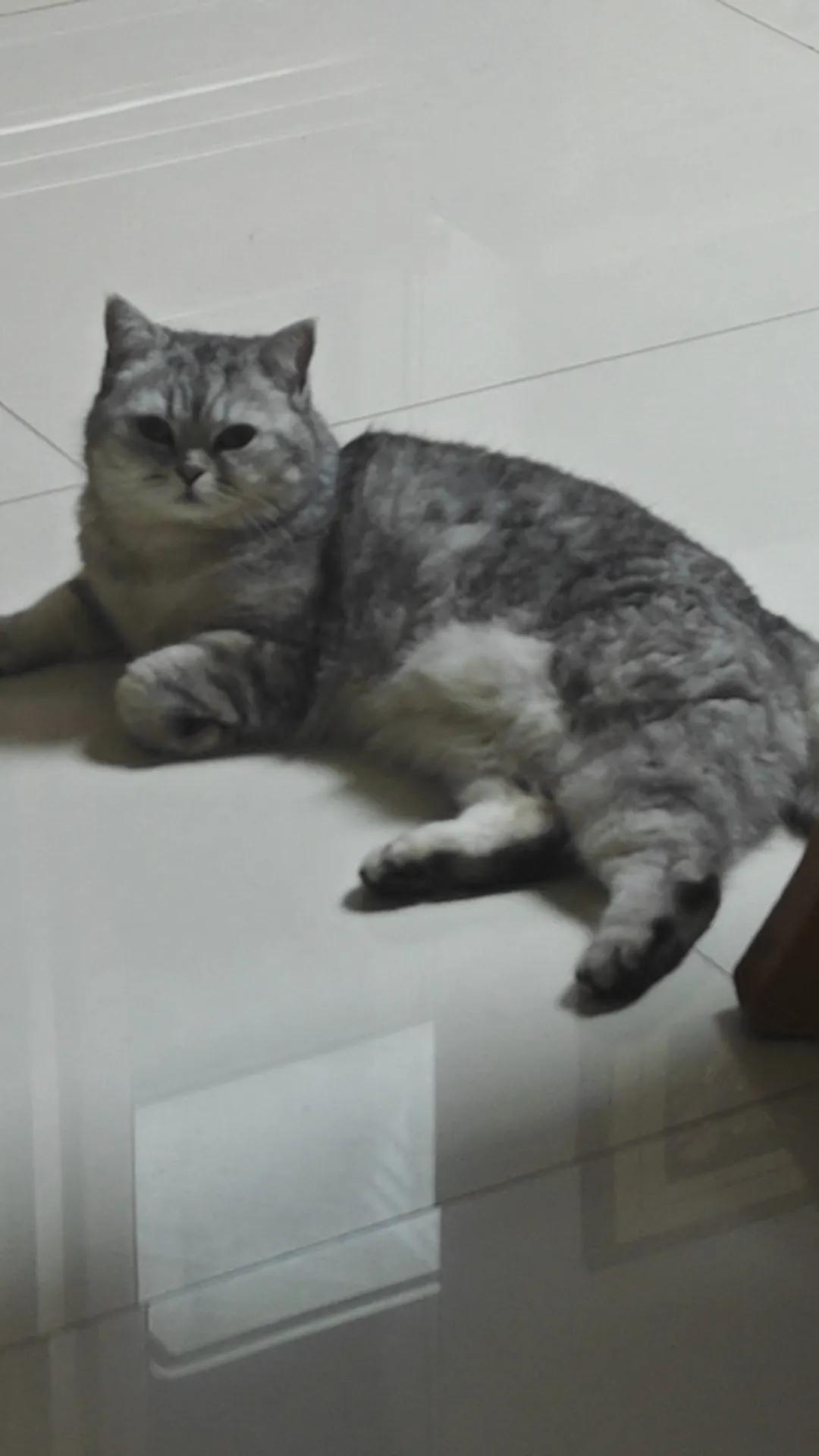 猫的眷念。连续三天，我都住孩子那。第四天晚上，我推开家门时，我想念的猫正