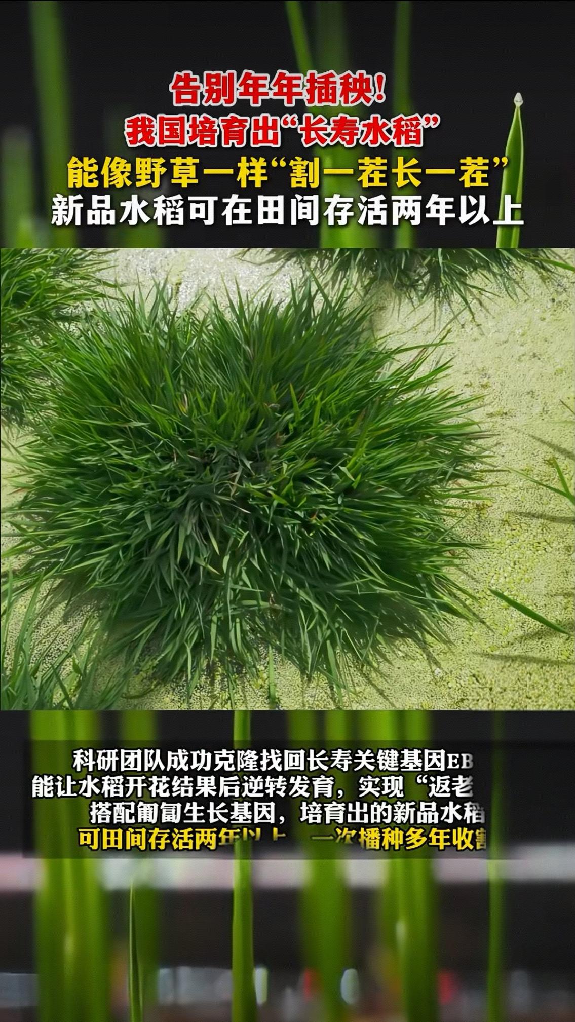 “突破”告别年年插秧！我国培育出"长寿水稻"，能像野草一样"割一茬长一茬"，新品