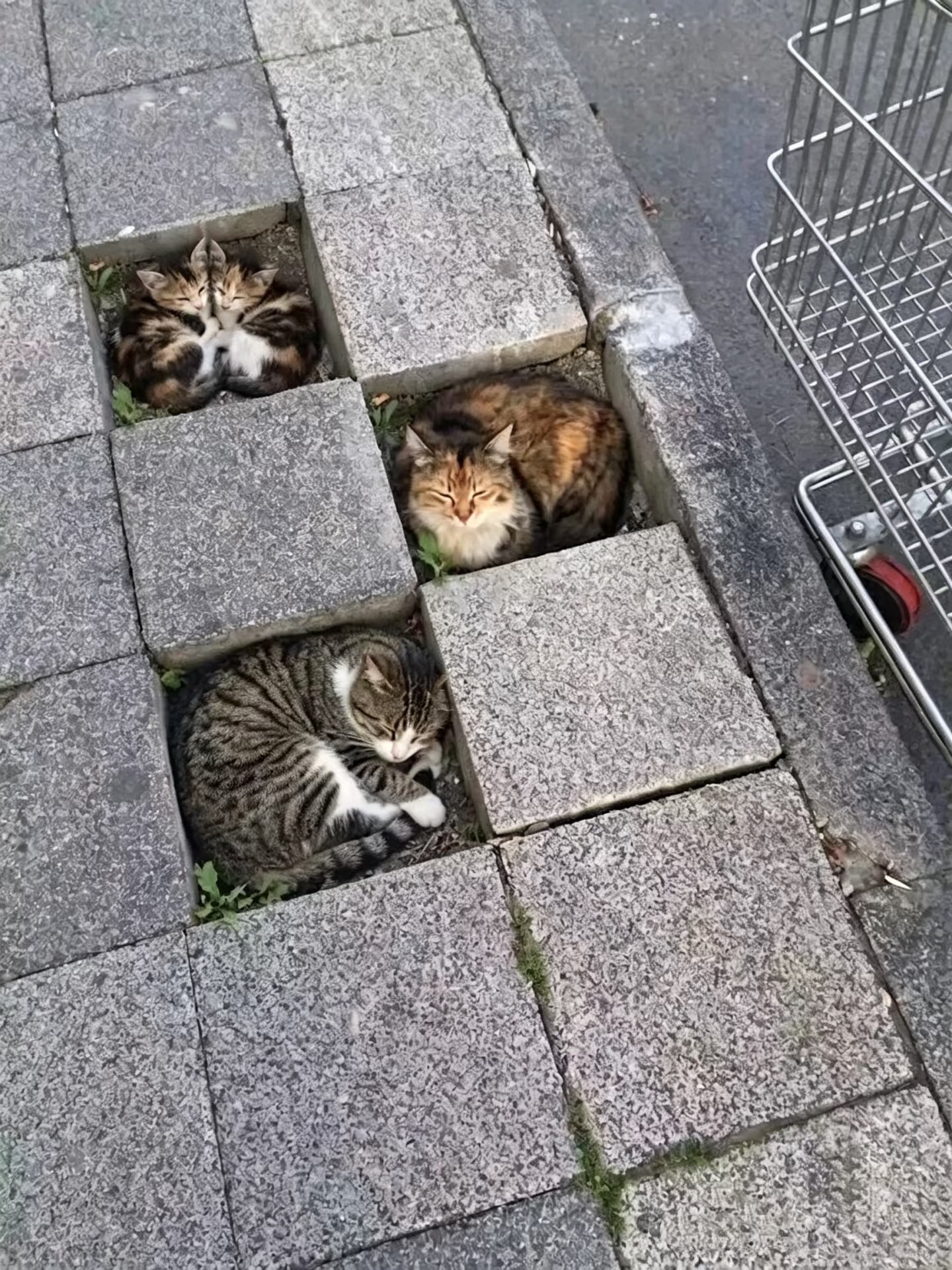 猫猫停车位