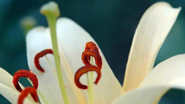 百合花蕊的秘密: 摘掉它, 花期更长久?