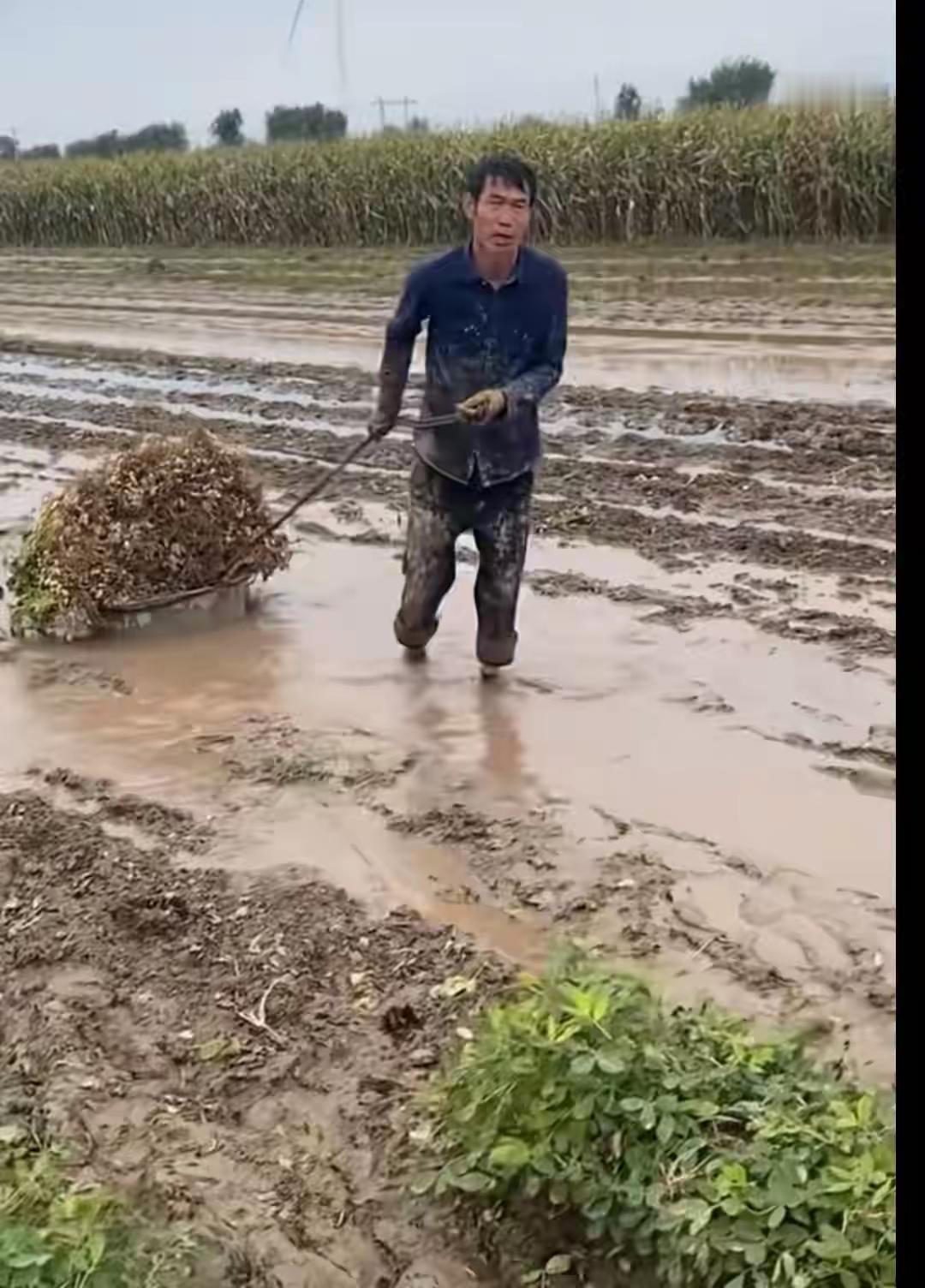 入秋之后河南秋雨绵绵，田地出现积水，河南农民水中抢收花生！甚是辛苦。爱惜粮食，关