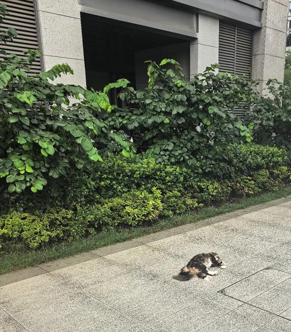 昨天，我家猫从13楼掉下去了！昨天一瞬间发生的事，直到现在想起来，我的心还在