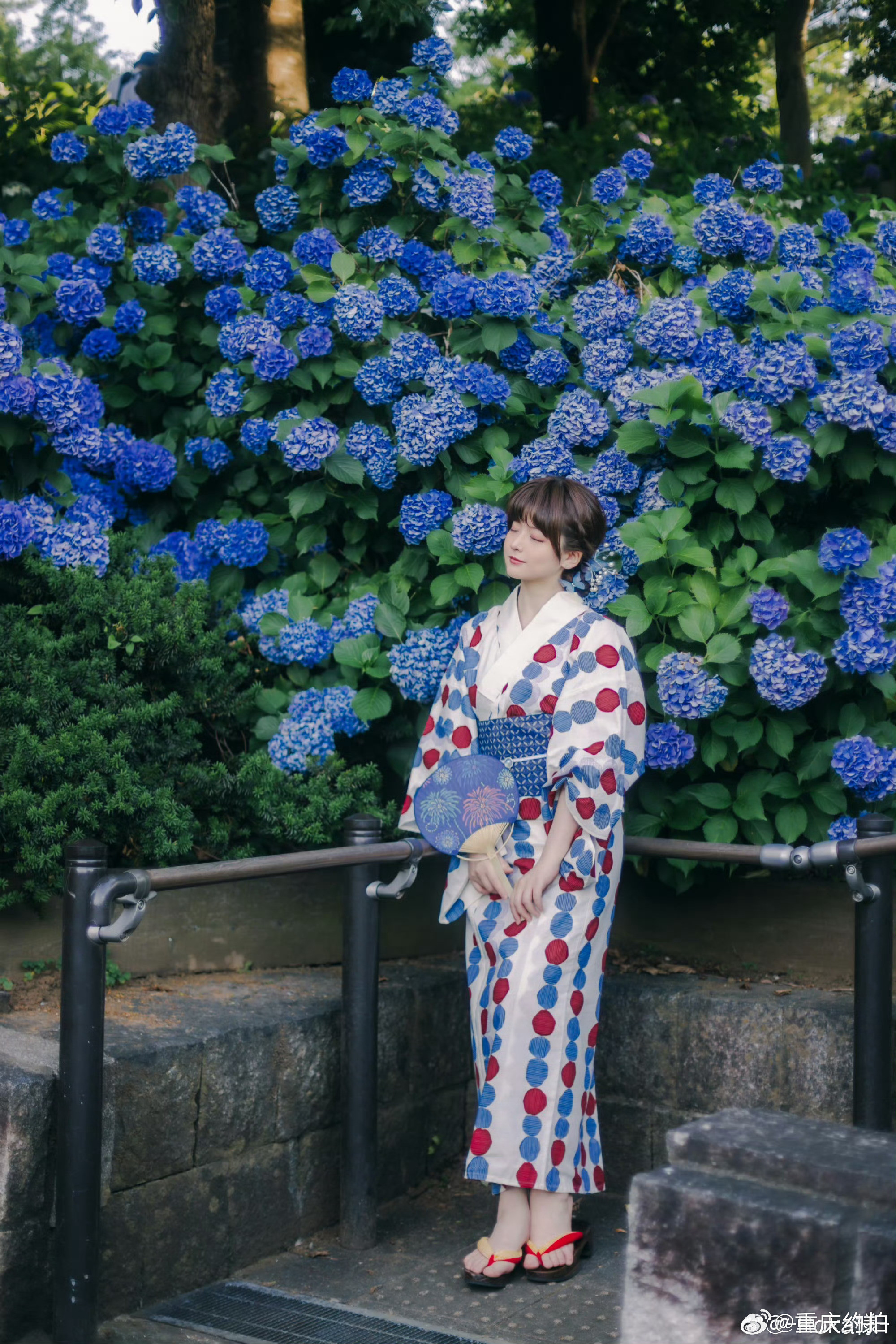 夏陰と紫陽花摄影：