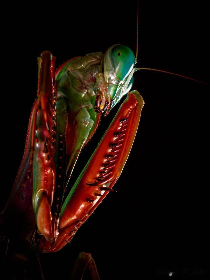 原来螳螂竟有这般惊艳颜值！日本摄影师以极致镜头捕捉其灵动瞬间，薄翼缀着细碎光泽，