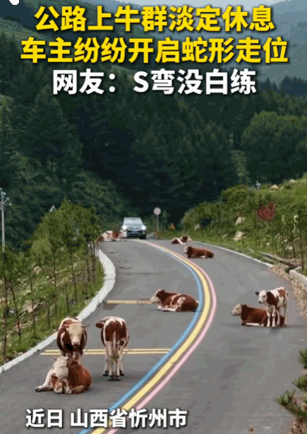 S弯没白练！山西忻州，某条公路上，一群大牛突然漫步走上马路，甚至直接趴在路中央淡
