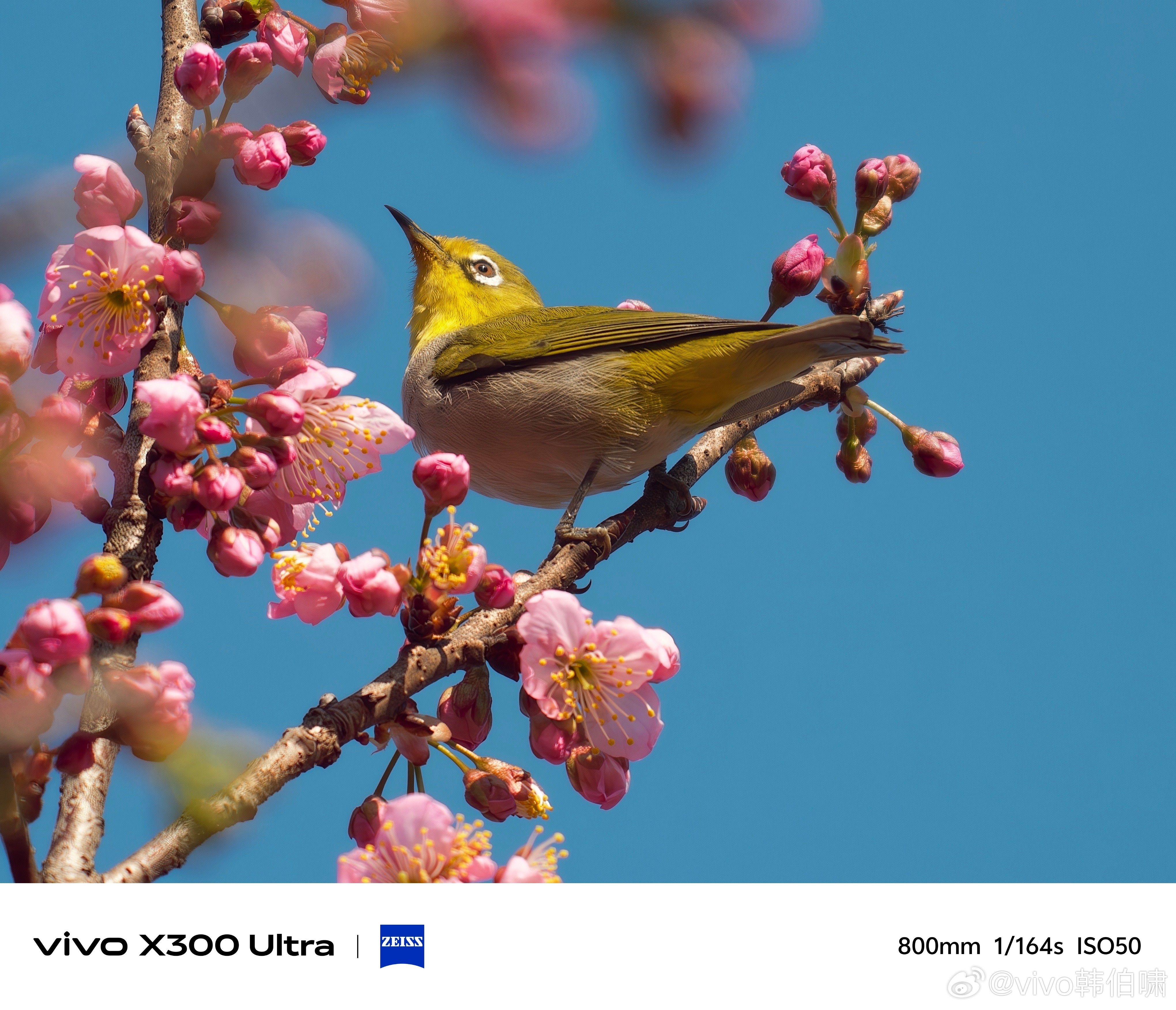 vivo的长焦真的越来越猛了，我这种爱用长焦的就很喜欢以后随时随地的拍动物是真