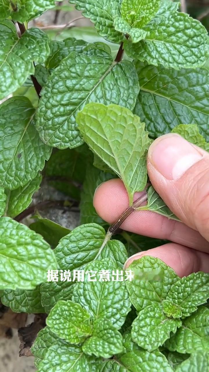 注意看这个植物，它可是植物界的文明香草，煮鱼的好食材。据说用它煮出来的鱼有一股奶
