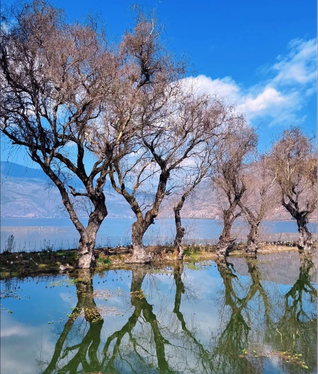 探秘云南洱源：茈碧湖梨园村——水中村寨的梨花雪海，季节限定的梦幻之旅每年春天