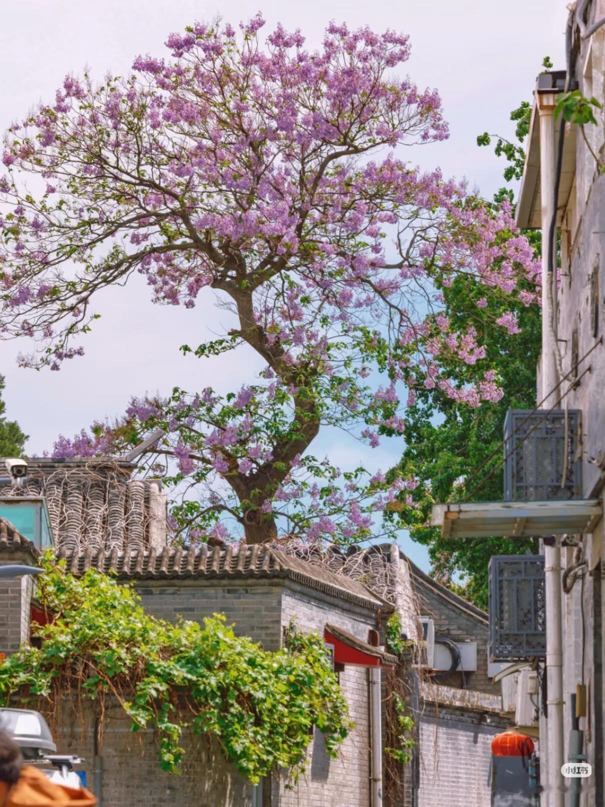 “树张力十足”的泡桐，藏在北京老胡同的春色在景山西北狭长幽深的恭俭胡同两侧