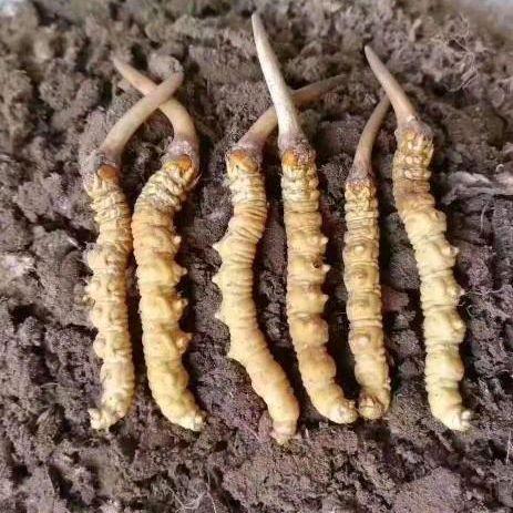 为何年销20万根的冬虫夏草竟是胶水拼接而成？这背后隐藏着怎样的行业秘密？202