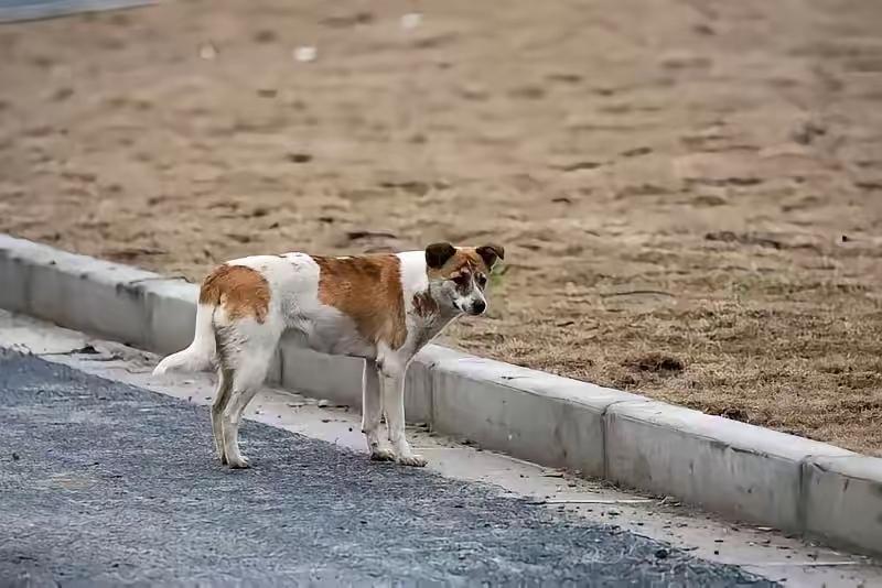 四川，有一家人出去游玩的时候，男孩瞧见一只饿得缩成一团的流浪狗，就顺手给了它一根