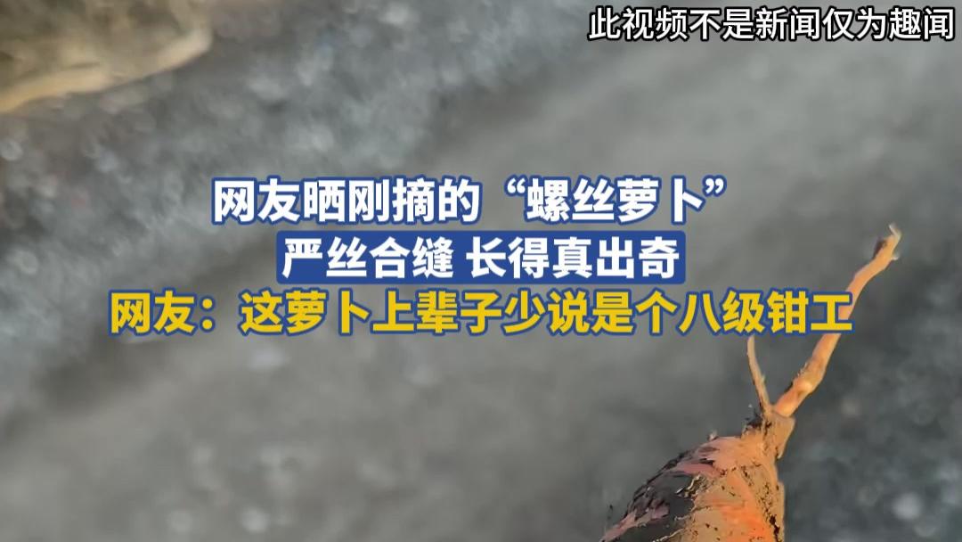 网友晒刚摘的“螺丝萝卜”严丝合缝 长得真出奇