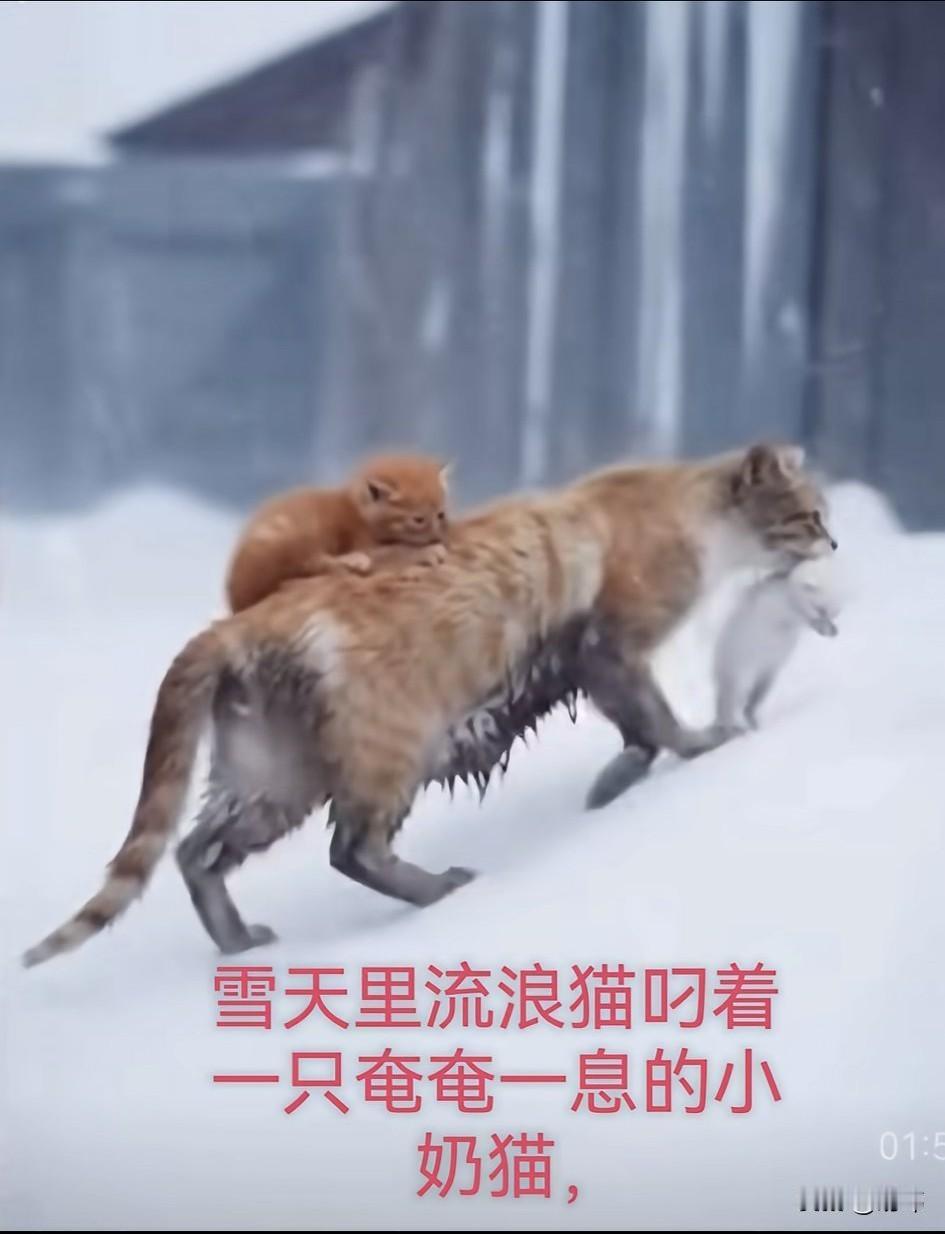 泪目了！由于暴风雪的侵袭，一只流浪猫妈妈的一个孩子得了病，它想到有许多好心的人类