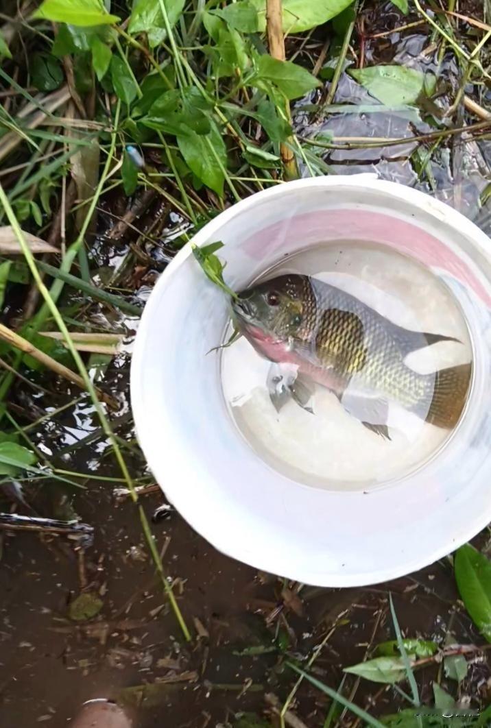 不想钓鳜鱼偏偏鳜鱼闹钩，哎……