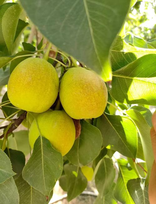 🍐新疆库尔勒香梨｜秋日打卡攻略！