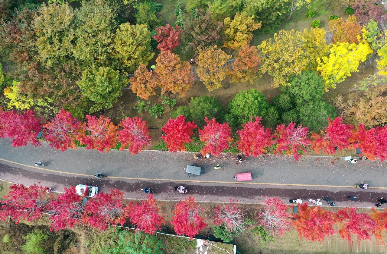 【缤纷秋日古城如画】秋日里，古城迎来了一年中最绚丽的时刻。湛蓝的天空下，阳光