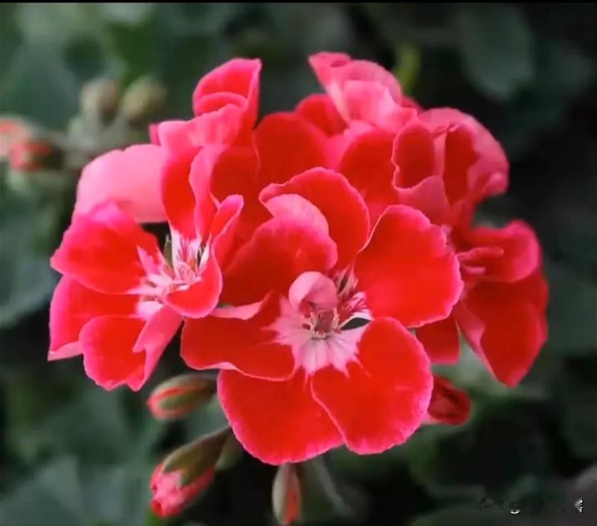 上联：风起风息风未语；下联：花开花谢花不语。